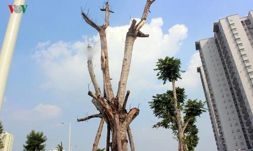 Ảnh: Bất thường cây chết khô trên con đường 1.543 tỷ