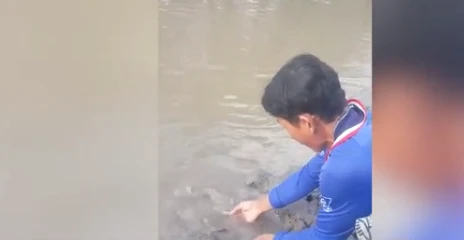 Cà Mau: Đàn cá chạy lên bờ xin thức ăn và chơi với ngư dân