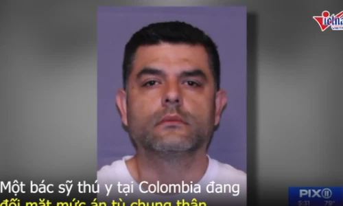 Video: Bác sỹ thú y tàn độc mổ bụng chó, nhét heroin vào để buôn lậu