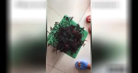 Video: Sinh vật bí ẩn có hàng trăm xúc tu ở Việt Nam lên báo Mỹ