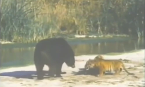 Màn "tỉ thí" giữa gấu và hổ có cái kết không tưởng