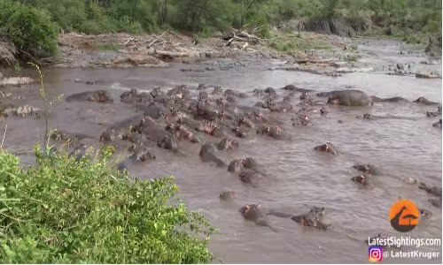 Đột nhập cấm địa hà mã, cá sấu bị truy sát nghẹt thở