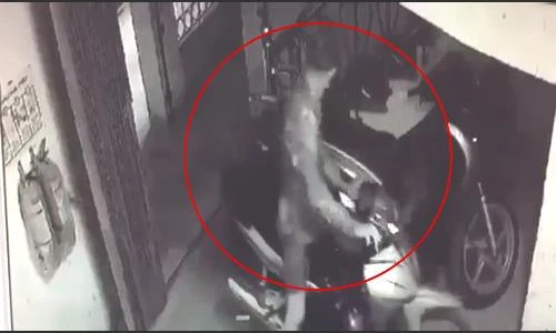 Video: Thản nhiên vào mượn khóa cổng xóm trọ để... “cuỗm” xe máy