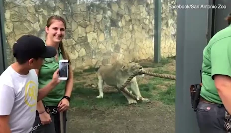 3 đô vật lực lưỡng kéo co với một sư tử và cái kết bất ngờ