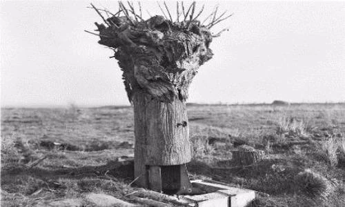 Lạ lùng kiểu ngụy trang bằng...thân cây mục trong CTTG 1