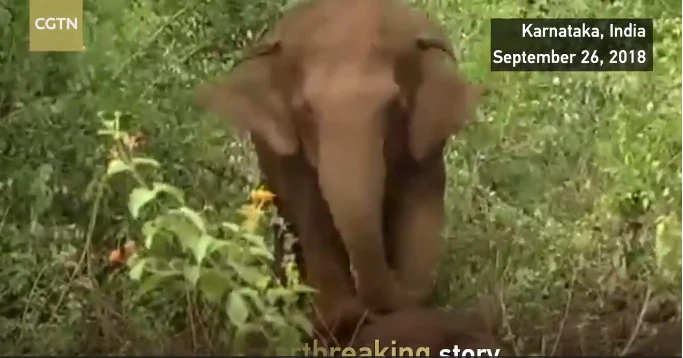 Video: Xót xa voi mẹ miệt mài hơn 24 tiếng cứu voi con đã chết