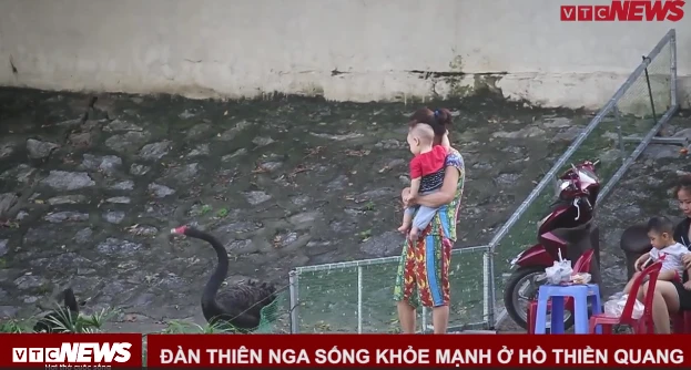 Video: Đàn thiên nga hàng trăm triệu đồng ở hồ Thiền Quang giờ ra sao?