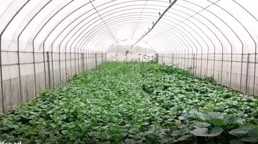 Video: Công nghệ trồng rau mồng tơi thu vài chục triệu một tháng