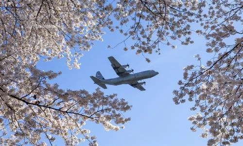 Tuyệt đẹp hình ảnh vận tải cơ C-130 bay trên rừng hoa anh đào