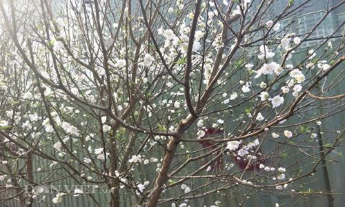 Khách bất ngờ gặp “đào tuyết” giá chục triệu ở chợ hoa xuân Thủ đô