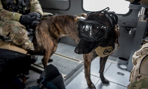 Chó nghiệp vụ Mỹ quan trọng thế nào, được tuyển chọn ra sao?