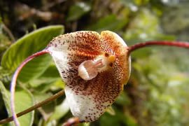  Những giống lan kỳ dị có gương mặt khỉ khiến thế giới sửng sốt