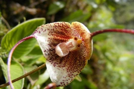  Những giống lan kỳ dị có gương mặt khỉ khiến thế giới sửng sốt