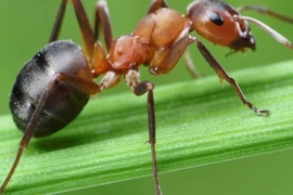 7 loại cây khiến kiến hoảng sợ bỏ chạy, giúp nhà luôn thơm sạch