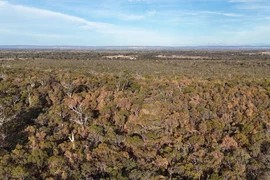 Cây chết hàng loạt tại Australia do biến đổi khí hậu