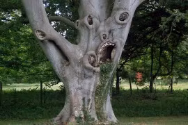 3 cây ác tuyệt đối không trồng trước nhà, dễ gặp tai ương xui xẻo