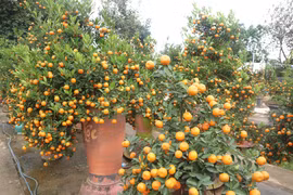 Quất cảnh sau Tết, khi nào thì được dùng pha nước chấm, ngâm đường?