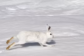 Tận thấy các loài thỏ hoang dã kỳ lạ nhất hành tinh