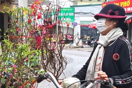 Hoa Tết 2026, chuyên gia tư vấn chọn cây đẹp, chơi bền