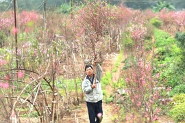 Chuyên gia chỉ 4 tiêu chí nhận biết đào đẹp, bền hoa chơi Tết