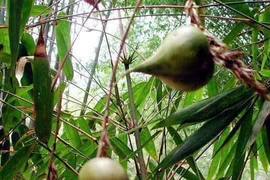 Loại tre kỳ lạ 50 năm mới nở hoa kết trái, tiền triệu mỗi quả