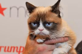 Danh sách thú cưng giàu nhất hành tinh, sở hữu món đồ xa xỉ khó tin