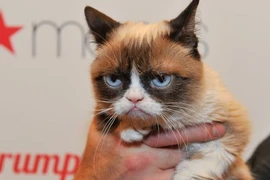 Danh sách thú cưng giàu nhất hành tinh, sở hữu món đồ xa xỉ khó tin