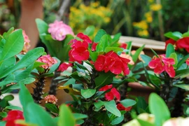 Loài hoa đẹp mê hoặc nhưng chứa độc không tưởng