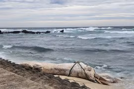 Cá voi 'khủng' dạt đảo Bé giữa bão số 10, điềm lành hay hiện tượng lạ?