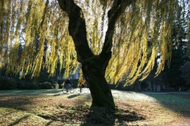 Chặt 3 cây, gỡ 4 vật này trong nhà, vận may ập tới bất ngờ