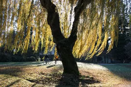 Chặt 3 cây, gỡ 4 vật này trong nhà, vận may ập tới bất ngờ