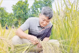 'Nhà khoa học nông dân' tạo giống nếp thơm được cấp bằng bảo hộ giống