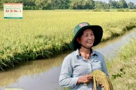 Người phụ nữ đứng sau giống lúa tỷ đô Việt Nam