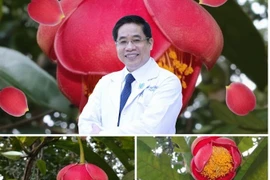 Hành trình đẹp như hoa của bác sĩ vừa được đặt tên cho loài trà my mới