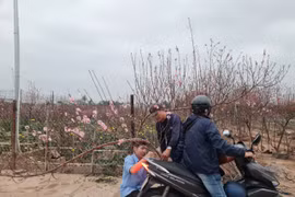 Sai lầm khi trưng đào ngày Tết khiến hoa nhanh tàn, cây suy kiệt