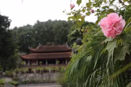 Tâm lành, hướng Phật, có nhất thiết phải đến chùa?