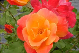 20 loài hoa hồng đẹp nhất Trái đất, giới yêu hoa phát cuồng