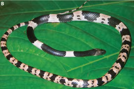 Phát hiện loài rắn khuyết mới chuyên biệt với hang động tại Quảng Bình