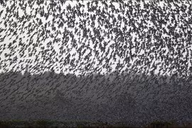 Hàng triệu con chim có hành vi lạ, bầu trời cảnh báo sốc