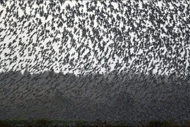 Hàng triệu con chim có hành vi lạ, bầu trời cảnh báo sốc