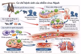 Nguy cơ virus Nipah, chuyên gia cảnh báo các dấu hiệu 'đèn đỏ' đặc biệt