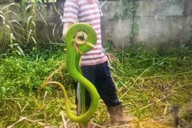 Rắn lục đuôi đỏ bò vào nhà, chuyên gia cảnh báo sai lầm 'chết người'