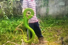 Rắn lục đuôi đỏ bò vào nhà, chuyên gia cảnh báo sai lầm 'chết người'