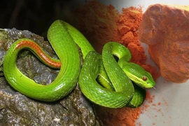 Coi chừng đuổi rắn bằng cách dân gian, có thể hại người trước khi hại rắn