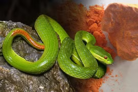 Coi chừng đuổi rắn bằng cách dân gian, có thể hại người trước khi hại rắn