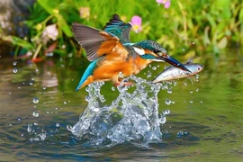 Người sinh vào 4 ngày Âm lịch này, số mệnh cát tường, tháng 11 tiền đầy túi