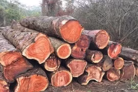 800 năm mới thu hoạch, loại gỗ Việt Nam khiến thế giới sửng sốt