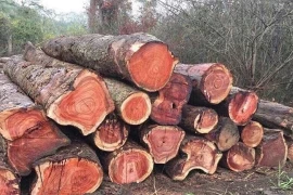 800 năm mới thu hoạch, loại gỗ Việt Nam khiến thế giới sửng sốt