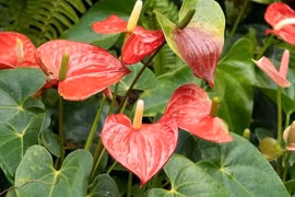 Loài cây phong thủy giúp gia chủ đổi vận hút may mắn