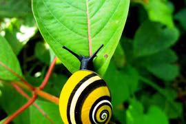 Các loài ốc sên độc lạ nhất thế giới, đẹp đến ngỡ ngàng